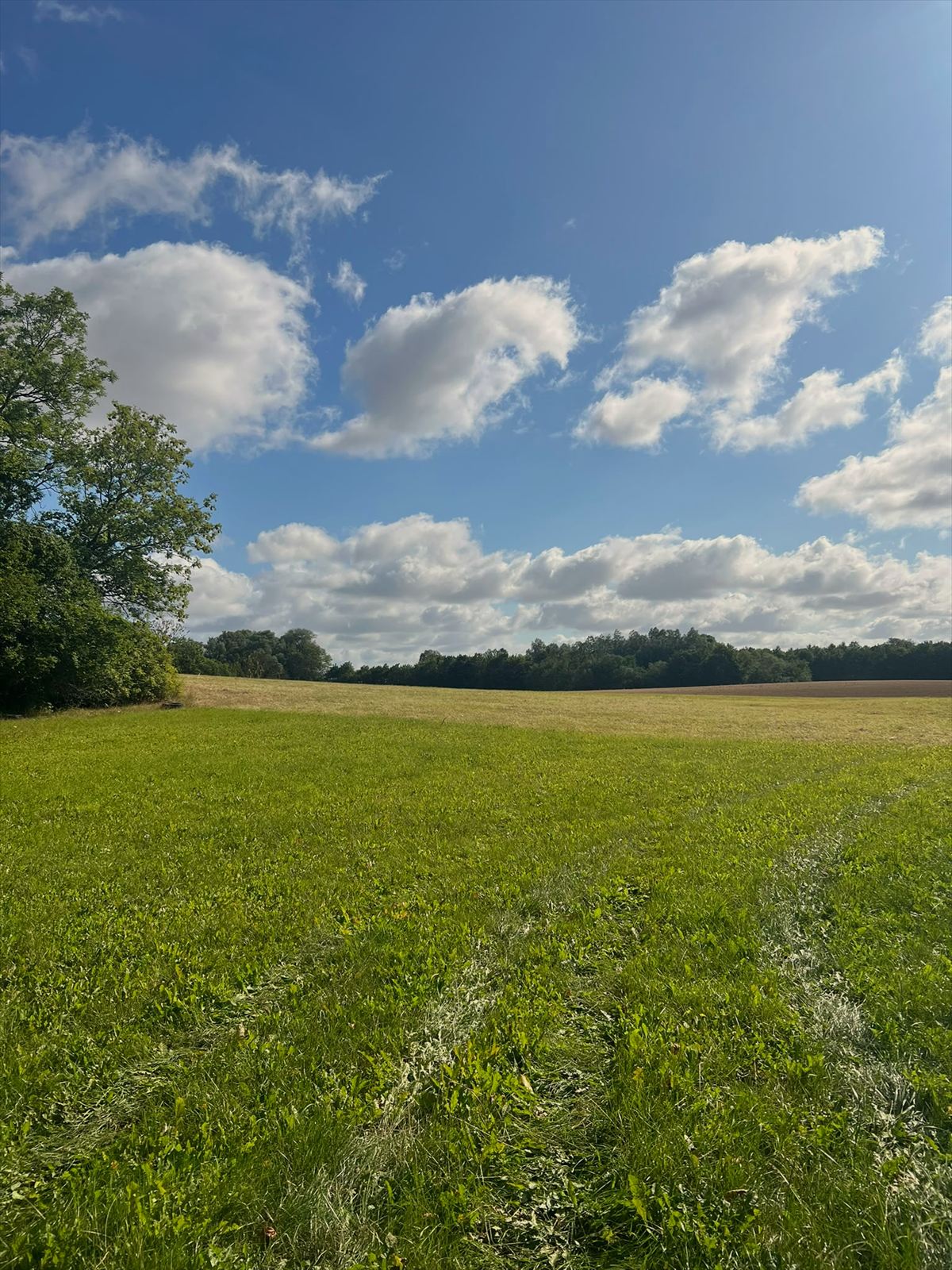 Grøn eng ved Svaleholm